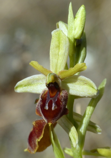 Ophrys precoci nellAbruzzo sud orientale 2022